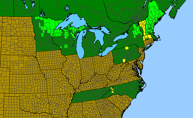 The range of Alnus viridis ssp. crispa